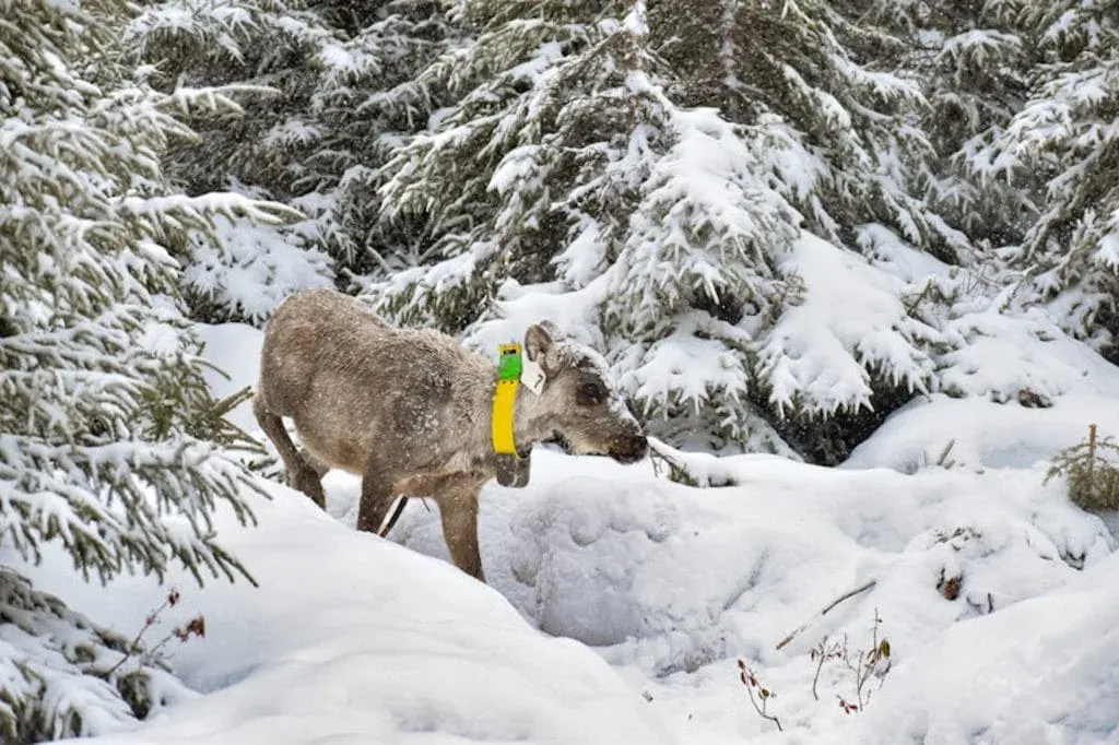 Frustrated with government inaction, Quebec First Nation takes caribou conservation fight to court