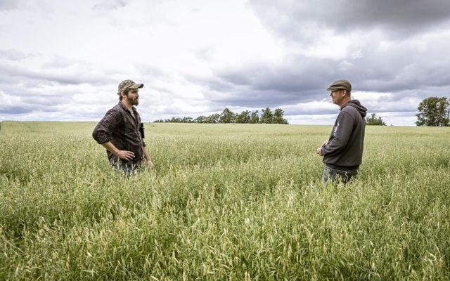 Underwear, turkey eggs: Ontario farmers find ways to help environment