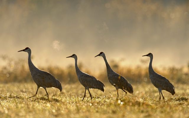Ontario’s hunt reopens for once-threatened bird