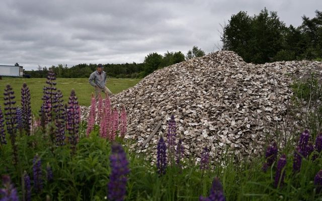 A disease devastated P.E.I. oysters. Can this seed offer hope?