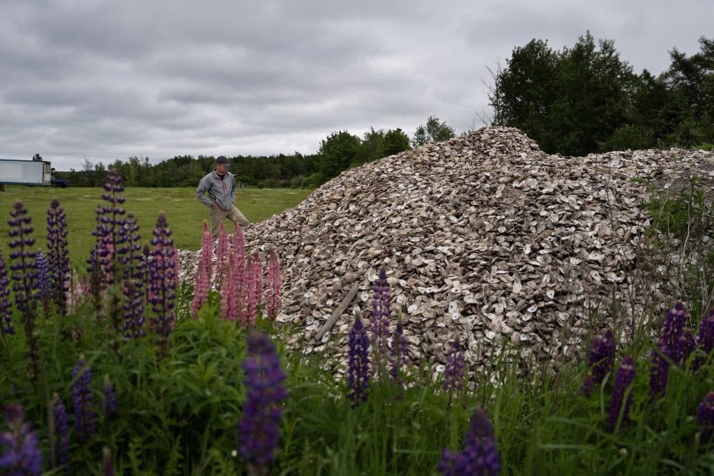 A disease devastated P.E.I. oysters. Can this seed offer hope?