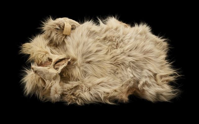 Salish woolly dog pelt returns to B.C.