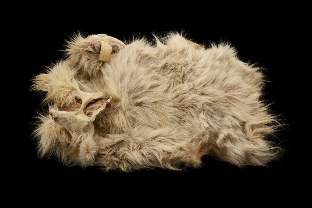 Salish woolly dog pelt returns to B.C.