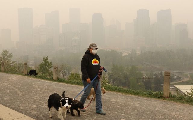 Wildfire smoke is bad for animals too — including your pets
