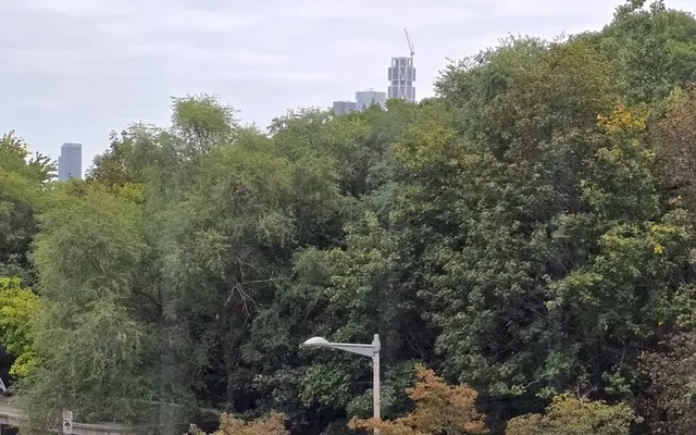Treetop Living