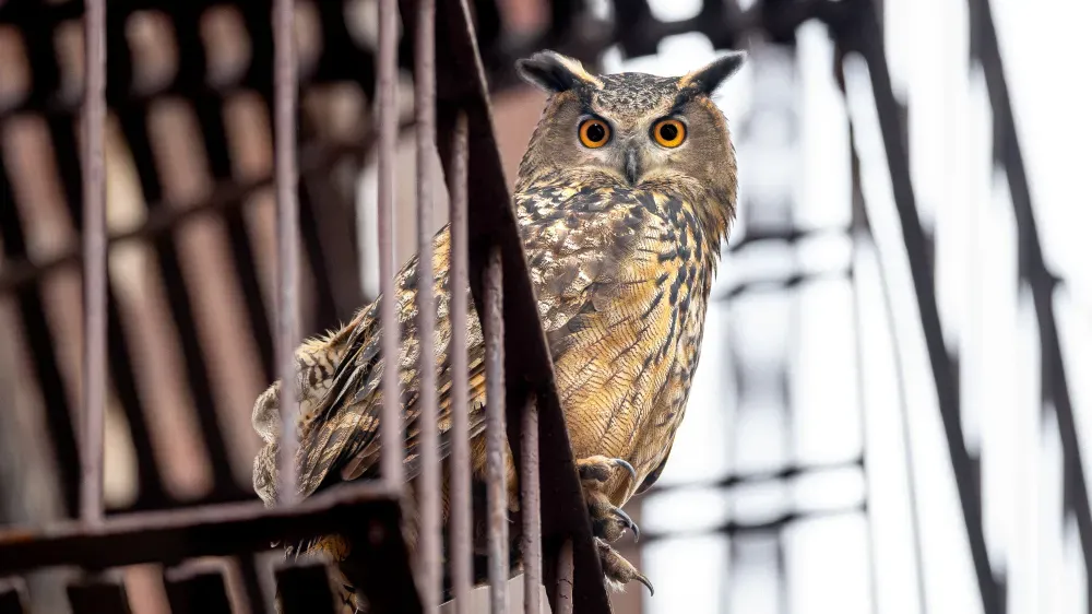 ‘Wild Inside’ Review: The Story of the Central Park Owl Becomes a Moving and Haunting Documentary