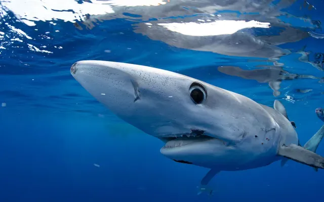 How to Stream Shark Week Live Online Without Cable