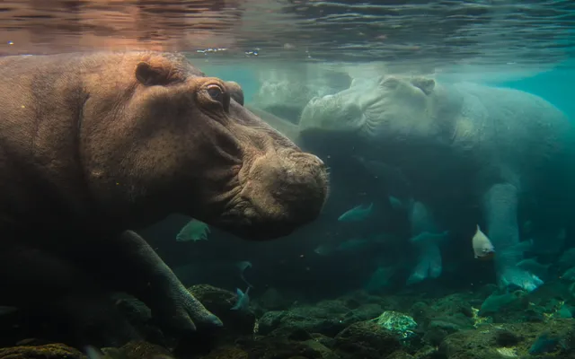 Nat Geo Kicks Off New Multi-Year Doc Franchise With ‘Africa Earth’s Wild Home’