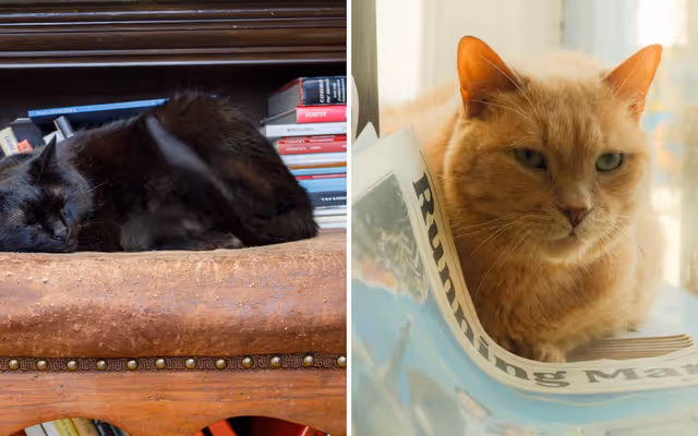 One of Toronto's oldest bookstores has cats guarding the books