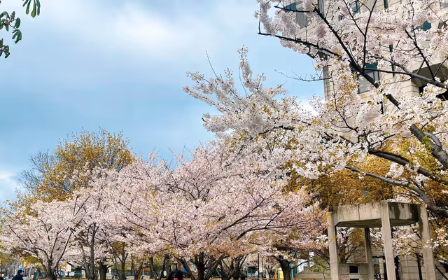 Here's where you can see cherry blossoms in Toronto beyond High Park in 2026