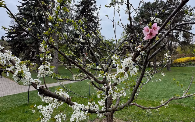 There's another fascinating tree at Toronto's High Park you should know about