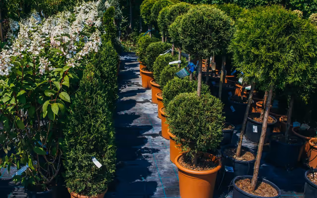 Toronto residents can score free trees at a one-day giveaway this weekend
