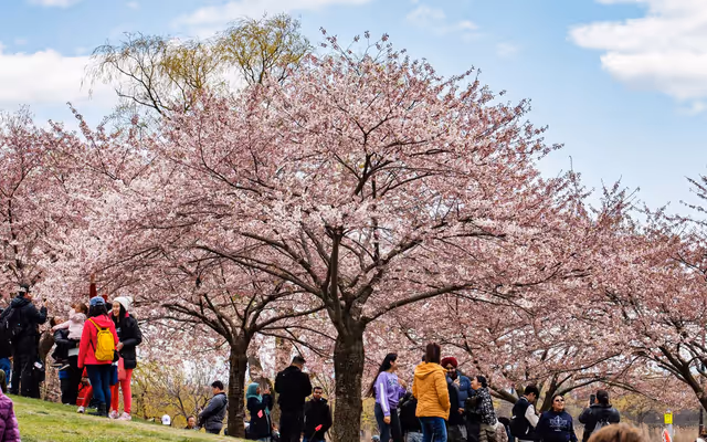 High Park cherry blossoms in Toronto are going to bloom sooner than you think