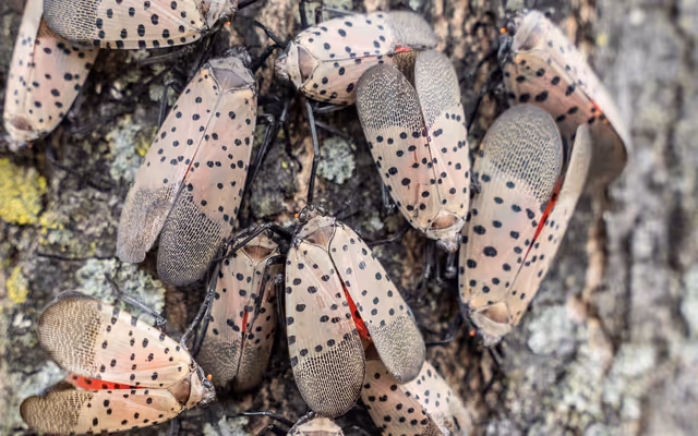 New sighting of invasive insect in Ontario raises concerns about its destructive spread