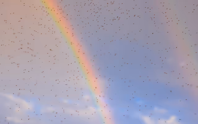 Swarms of tiny bugs are invading Toronto as part of their annual mating frenzy