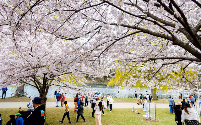 Toronto's High Park cherry blossoms are about to reach peak bloom for 2026