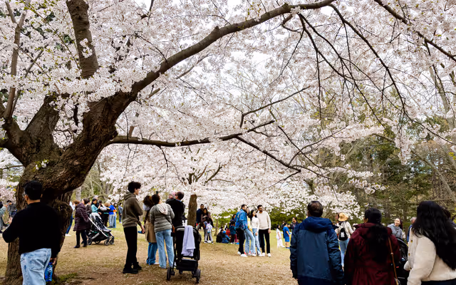 Here's when High Park cherry blossoms will reach peak bloom this year