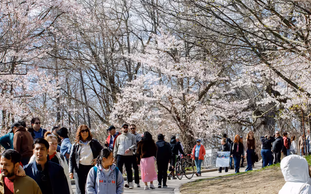 Spectacular cherry blossoms draw crowds to High Park in Toronto