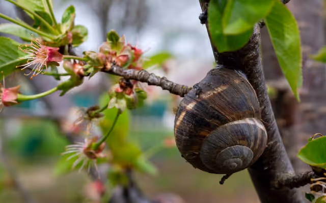 Invasive snail species prowls Ontario looking for mates to stab with 'love dart'