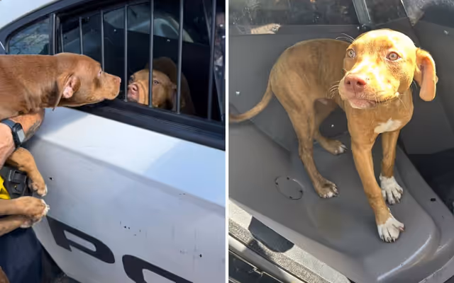 Ontario cops save puppies in heartwarming rescue involving pepperoni