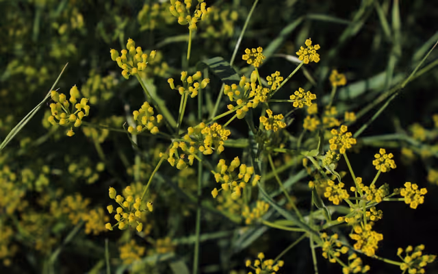 Ontario invasive plant looks exactly like food but gives you painful burns and blisters