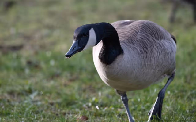 Ontario university had to issue a security alert over 'territorial' goose