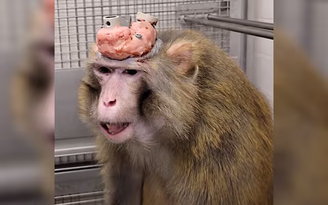 Shocking video exposes alleged experimentation on live monkeys at Toronto university