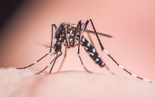 Invasive 'Asian tiger' mosquito known as 'aggressive biters' found in Ontario
