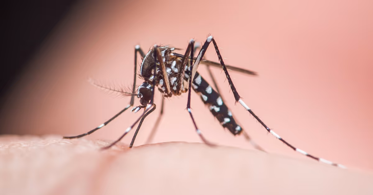 Invasive 'Asian tiger' mosquito known as 'aggressive biters' found in Ontario