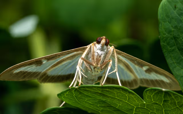 Invasive moth didn't exist in Ontario until 2018 and now it's everywhere