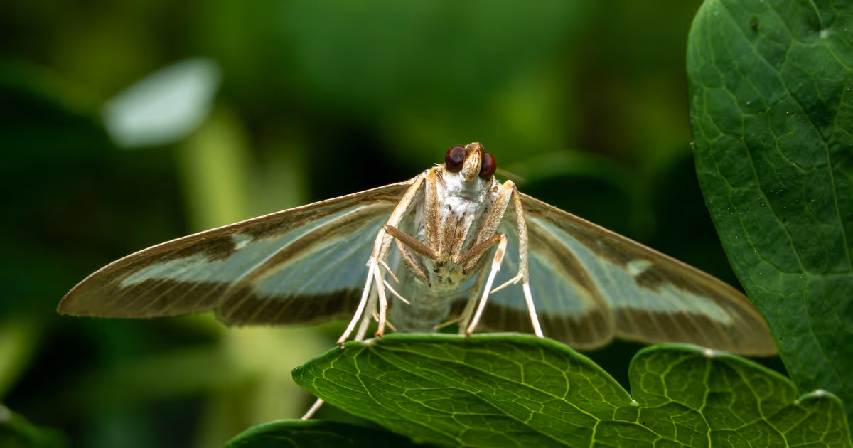 Invasive moth didn't exist in Ontario until 2018 and now it's everywhere
