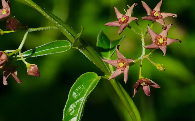 Invasive 'dog strangling vine' is spreading and choking out native Ontario plants