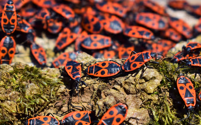 Swarms of invasive red and black bugs are taking over Ontario this time of year