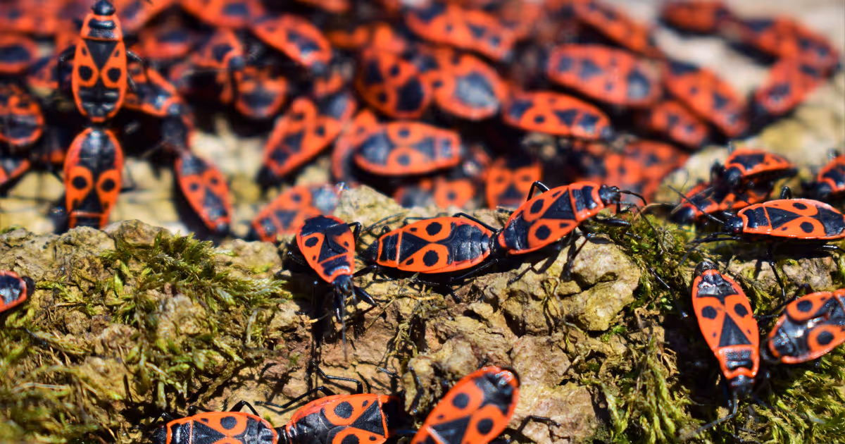 Swarms of invasive red and black bugs are taking over Ontario this time of year