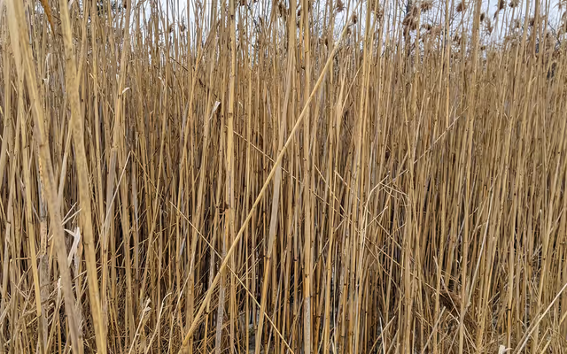 Ontario fights back against toxic invasive plant that destroys everything around it
