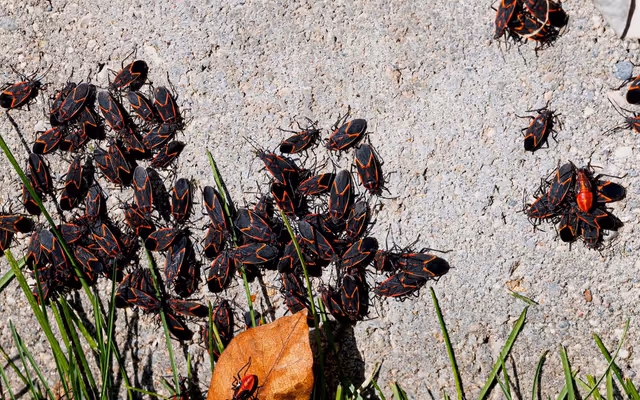Swarms of red and black bugs are taking over Ontario homes right now