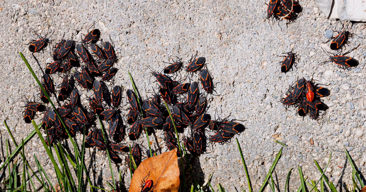 Swarms of red and black bugs are taking over Ontario homes right now