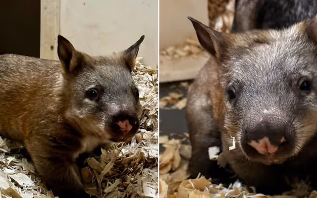 Toronto Zoo just welcomed a new baby 'couch potato' that you're going to fall in love with
