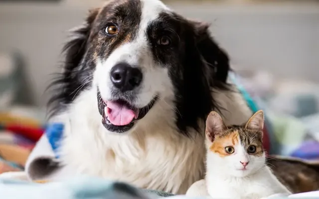 These are the top names for dogs and cats in Toronto for 2026