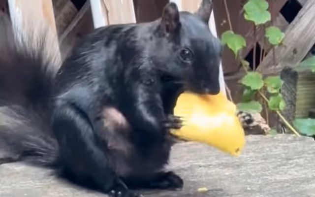'Patty squirrel' is the most Toronto thing you'll see today