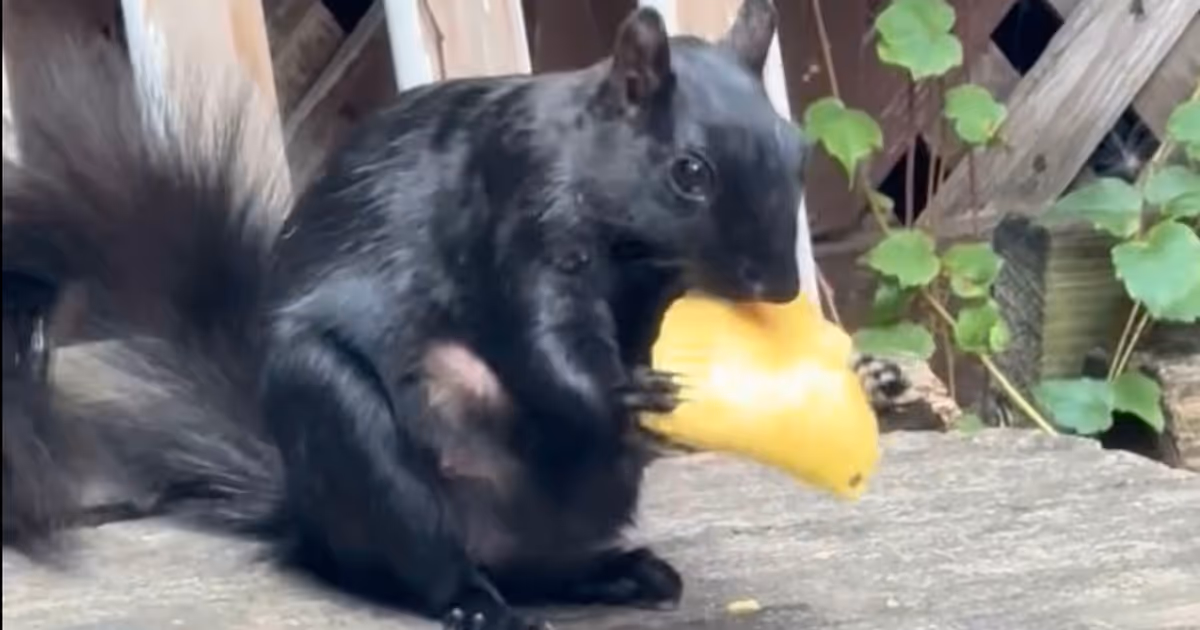 'Patty squirrel' is the most Toronto thing you'll see today