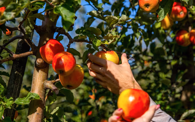 Major international burger chain joins forces with family-run Ontario apple farm