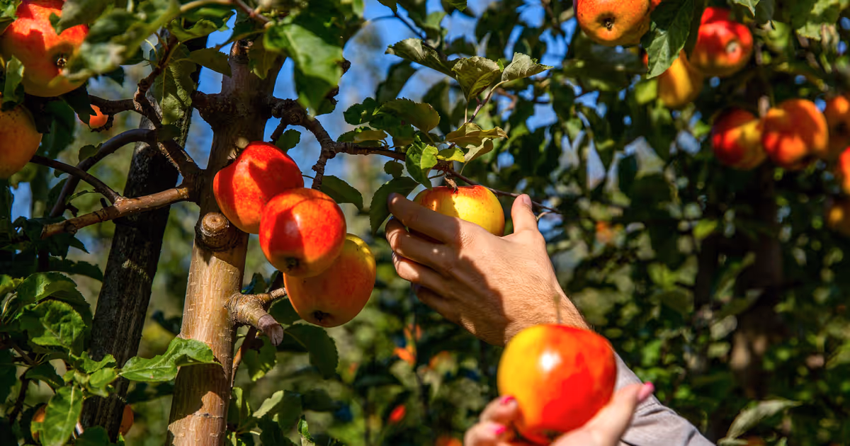 Major international burger chain joins forces with family-run Ontario apple farm