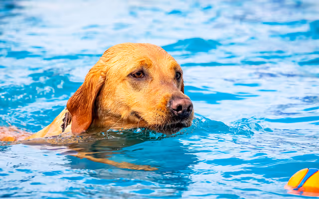 Toronto to host free outdoor pool parties for dogs starting this weekend