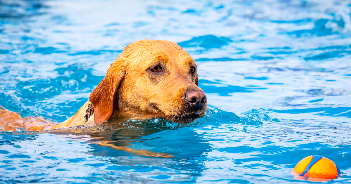 Toronto to host free outdoor pool parties for dogs starting this weekend