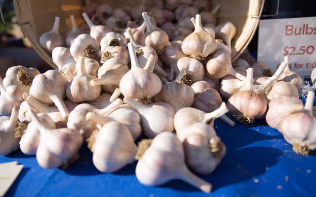 Free food festival devoted entirely to garlic coming to Toronto this month