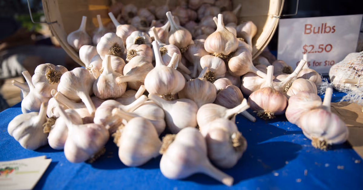 Free food festival devoted entirely to garlic coming to Toronto this month