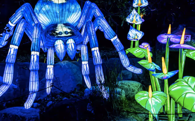 Psychedelic trail of glowing lanterns transforming major Toronto destination