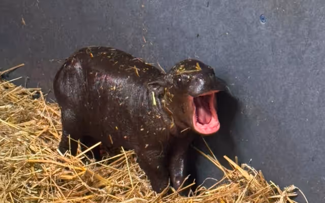 Toronto Zoo's new baby hippo is already showing signs of major sass