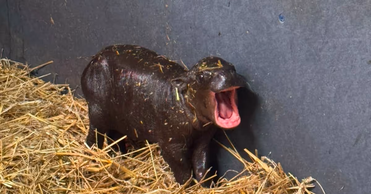 Toronto Zoo's new baby hippo is already showing signs of major sass